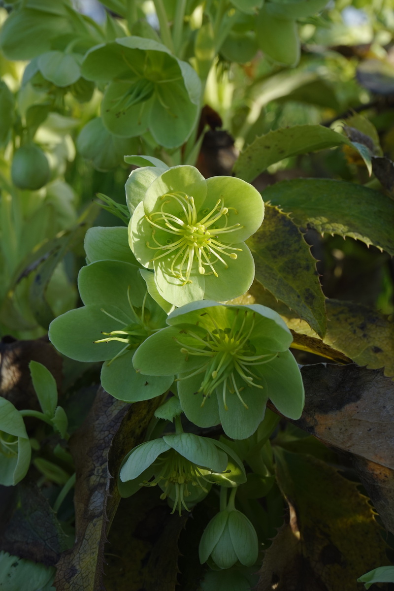 flower, hellebore, focus on foreground, high angle view, green Color, close-up, flower head, plant, no people, helleborus argutifolius, corsican hellebore