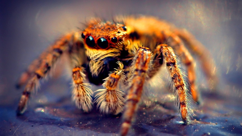 nature, spider, macro, 1080P, animals, insect, spiderbro