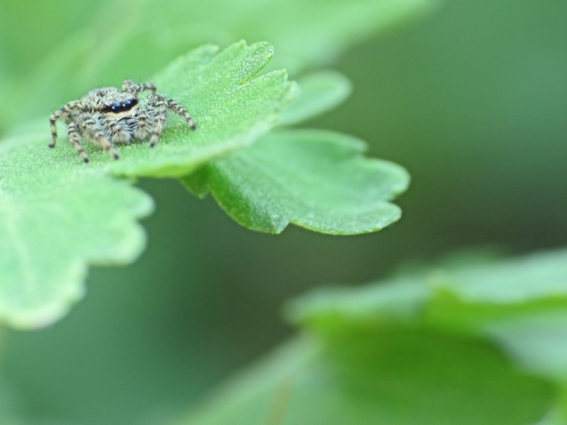 selective focus, animals in the wild, close-up, day, insect, leaves, animal body part, animal, animal wildlife, plants, animal head, Jumping Spider, invertebrate