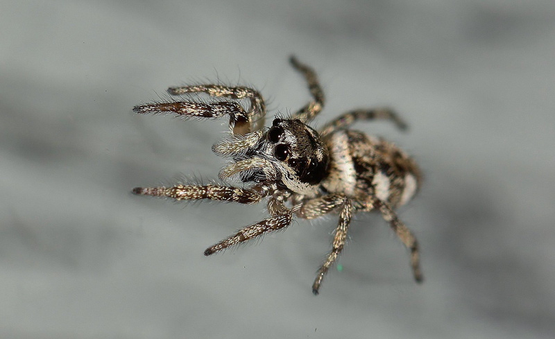 images, brown, spiders, white, zoom, macro, spider, high, nature, resolution, insects, closeup, 1080P, jumping
