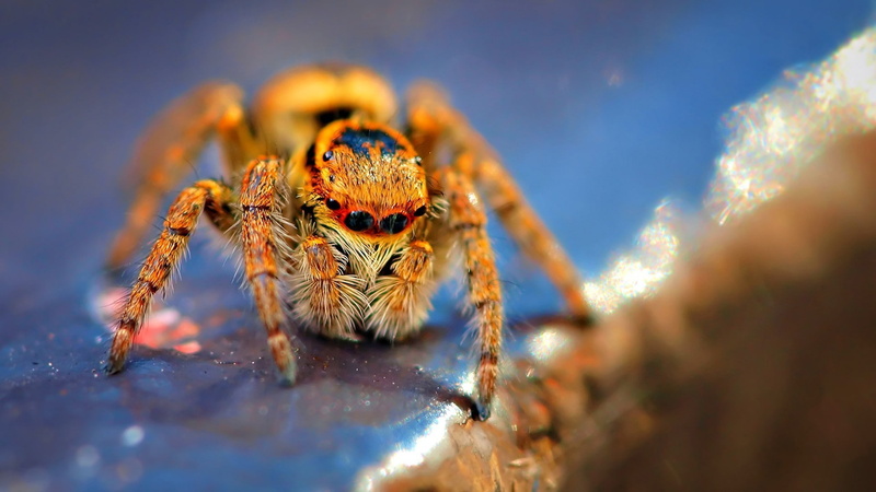 1080P, Spiders, Jumping Spider, Spider