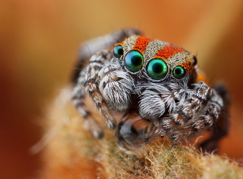 animal head, outdoors, animal themes, animal, no people, small, spider, green Color, look, insect, arachnid, orange, multi Colored, invertebrate, eyes