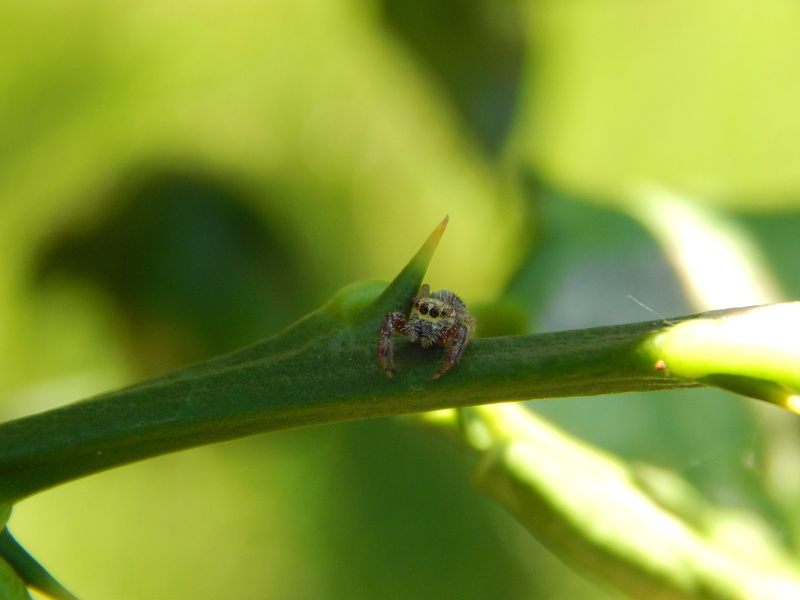 jump, cute, 4K, beautiful, spider