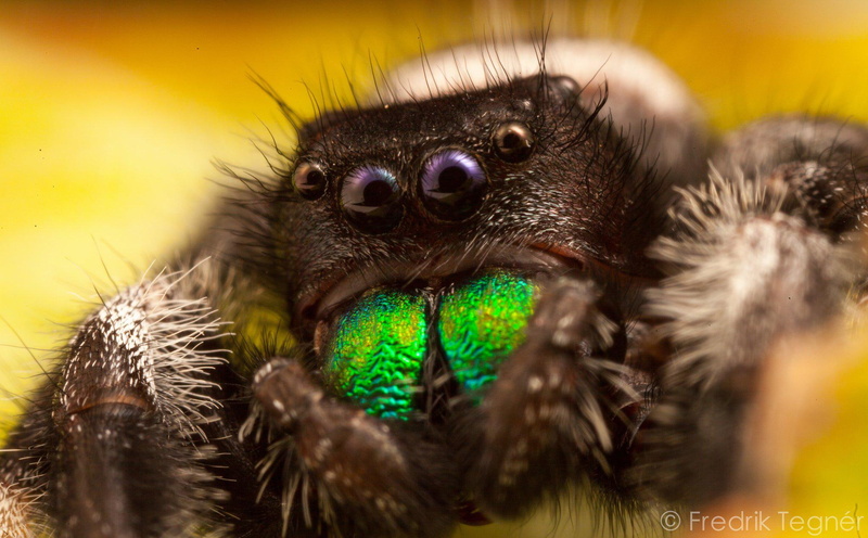 macro, insects, white, zoom, jumping, nature, black, closeup, spiders, spider, iphone, 1080P