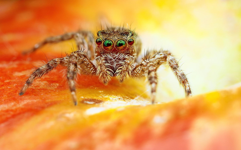 black, brown, 1080P, scary, spider, jumping