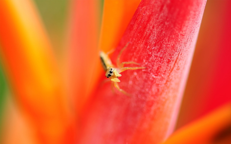 animal themes, nature, red, one animal, pollen, brown, 1080P, animal, insect, petal, bright, invertebrate, jumping, growth, freshness, flowering plant