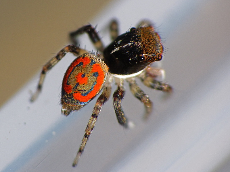 Spiders, Jumping Spider, 2K, Spider