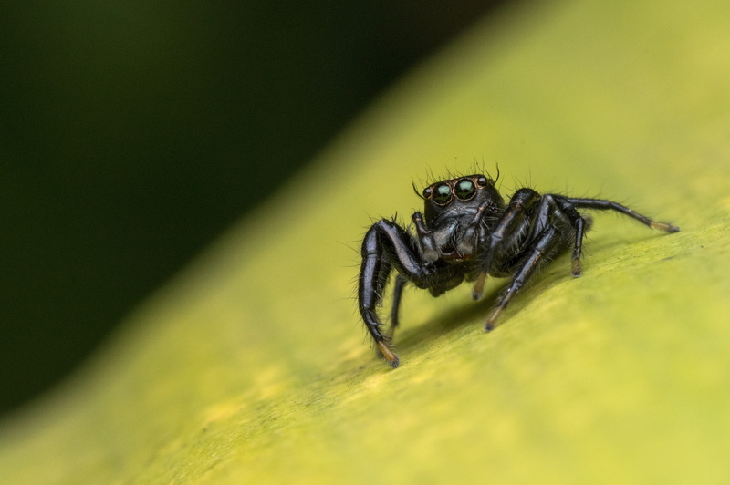 one animal, animal leg, zoology, arthropod, spider, animals in the wild, Jumping, salticidae, close-up, wildlife, jumping spider, magnification, Nature