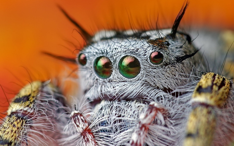 beautiful, outdoors, one animal, insect, magnification, arachnid, gray, animal, close-up, spider, nature, eyes, backgrounds, butterfly - insect, animal wildlife