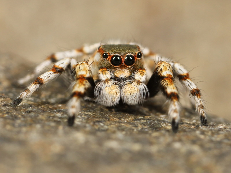 animals in the wild, close-up, zoology, photography, outside, invertebrate, portrait, spider, looking at camera, close, bird spider, outdoors, 1080P, salticidae