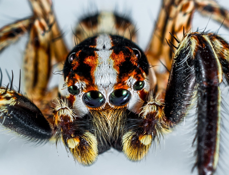 zoology, animal eye, jumping spider, macro, animal body part, nature, one animal, brazilian, no people, 1080P, animal themes, insect, arachnid, animal