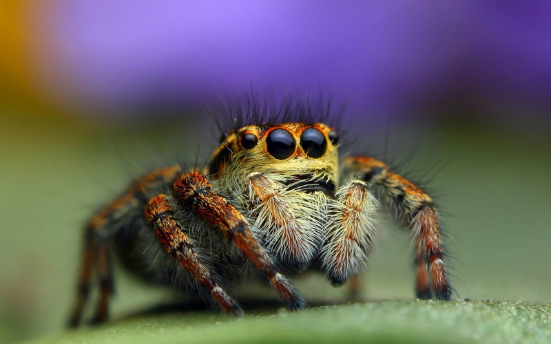 brown, audax, Insects, arachnid, phidippus, jumping spider, Animals, animal themes, close-up, outdoors, eye, selective focus, central, invertebrate, nature