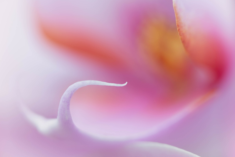 pink, nature, Zerene, close-up, focus stacking, 5K, macro, photo, orchid, Denver Botanic Gardens, floral, closeup, plant, flower, orchids, Caress, single Flower