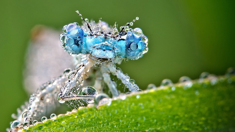 animal, animal themes, focus on foreground, animal wildlife, insect, selective focus, close-up, extreme close-up, 1080P, spider, plant, invertebrate, animals in the wild