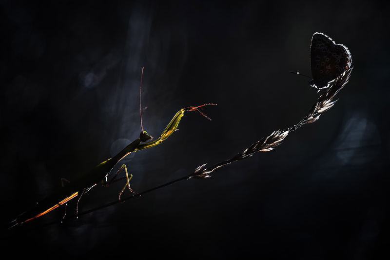 outdoors, close-up, invertebrate, animal, vulnerability, animal themes, twig, animals, focus on foreground, no people, animals in the wild, animal wildlife