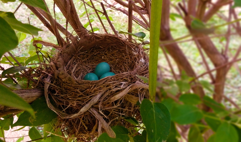 life, selective, green, bird nest, 2K, birds Nest, beginnings, straw, hanging, growth, day, eggs, photograph, blue, branch, natural, wildlife, nest, egg