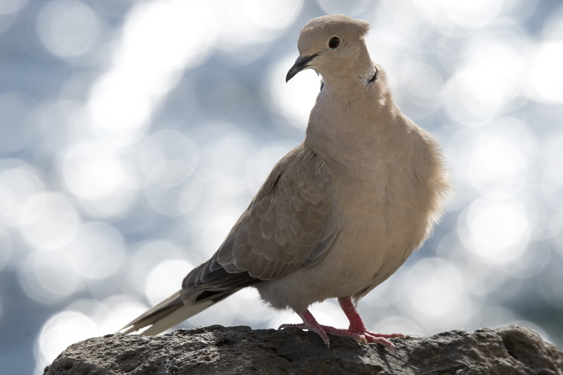 close-up, beak, herring, pebble, cardinal, pet, canary, nest, 5K, head, lens flare, solid, rock - object, bird, no people, finch, stone, white, rock, pigeon