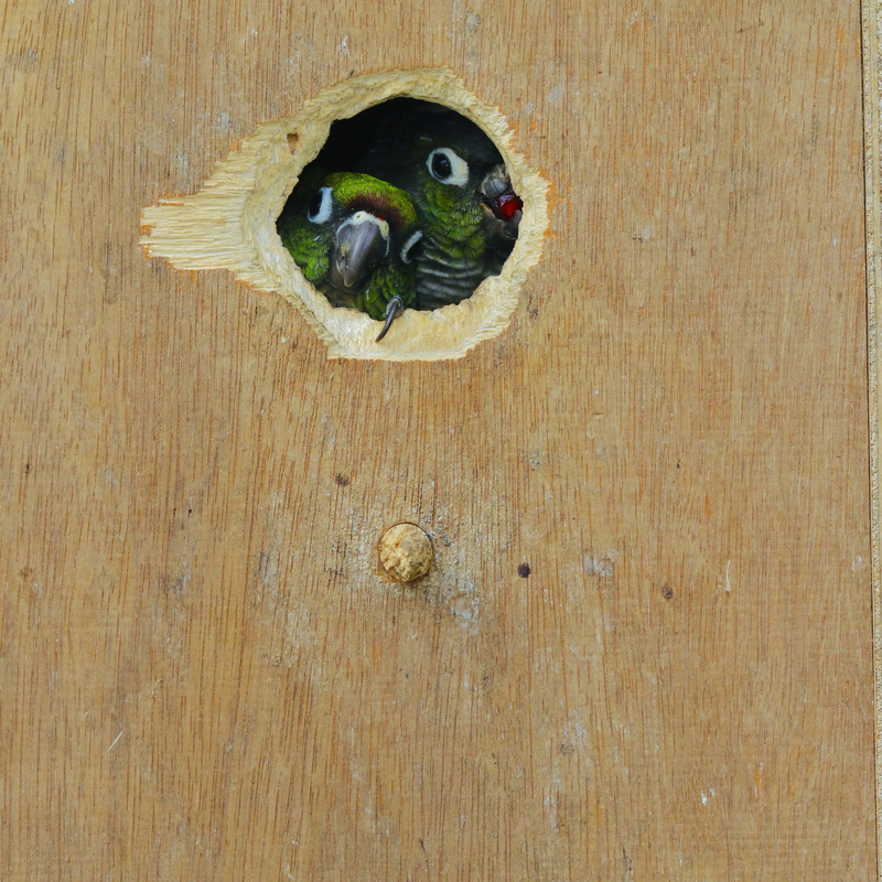 painting, invertebrate, day, food, directly above, green, wood - material, bird nest, wooden, hole, close-up, indoors, green color, vegetable, art, parrot