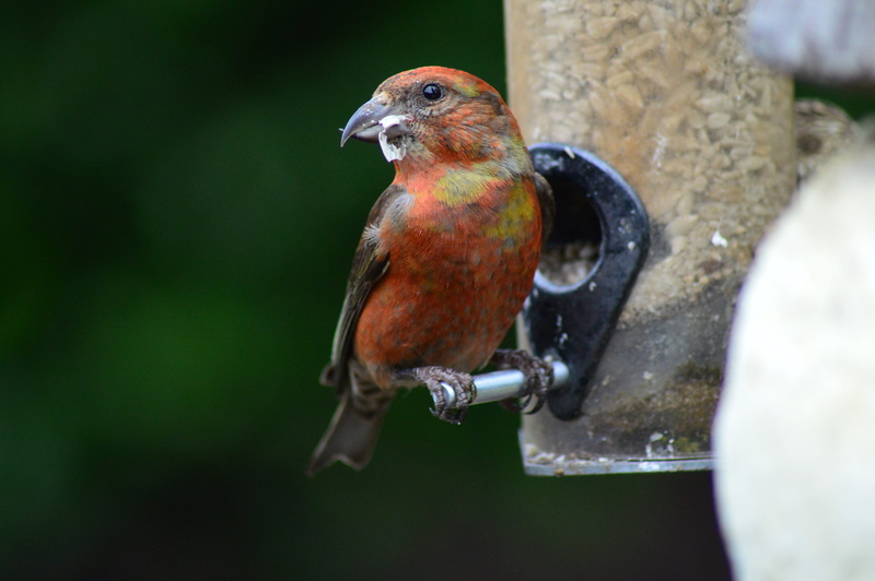 animals in the wild, looking, grain, slate, close-up, fruit, outdoors, water, red, anthus, animal wildlife, bird feeder, focus on foreground, selective focus
