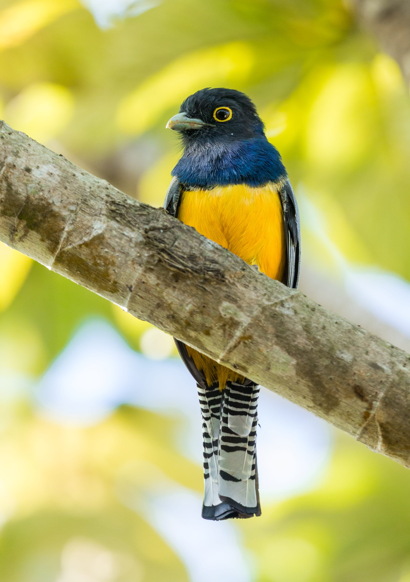 vertebrate, canary, blue, 4K, black color, animal wildlife, close-up, blue jay, bun, beauty in nature, durian, tree, animal themes, bread, focus on foreground