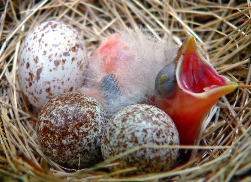 nest, food, f25, animal Egg, hatch, cardinal, 720P, wildlife photography, friday, top, photography, feathery, nature, animal Nest, babybird, newly, wildlife