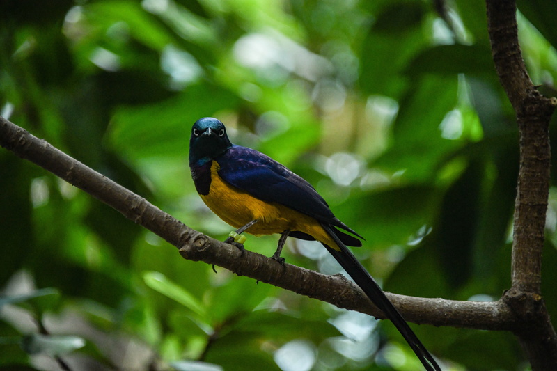 outdoors, leaf, blackbird, full length, toucan, arachnid, vertebrate, animals in the wild, day, garden spider, agelaius, nature, blue jay, plant, finch
