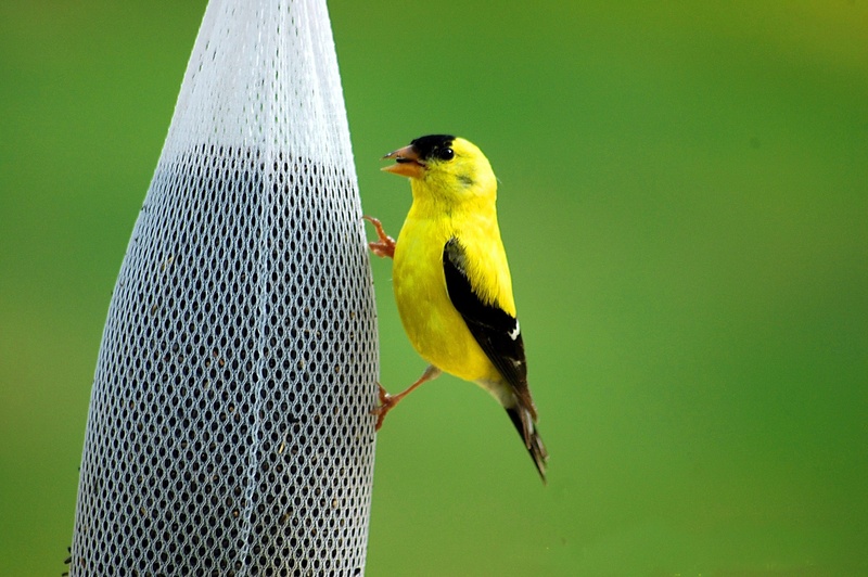 one animal, yellow, white, little, outdoors, focus on foreground, black, golden finch, bird, close-up, net, color, plant, no people, branch, golden, summer