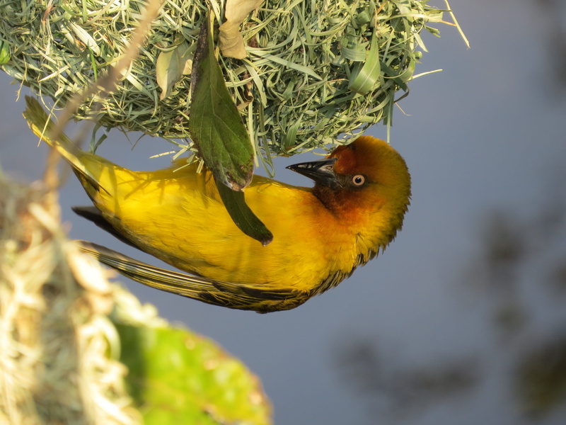 plant, acanthaceae, yellow, beak, bird, dodo, selective focus, one animal, animal wildlife, beauty in nature, vertebrate, animal, male cape weaver, 4K