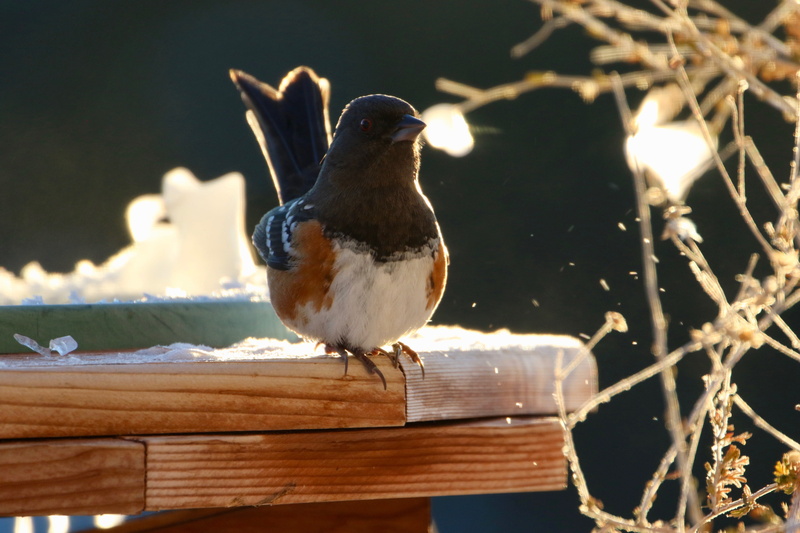 plywood, daisies, jay, outdoors, bluebird, vertebrate, animal, plant, branch, spotted towhee, finch, brown, wooden, blossom, no people, full length, daisy