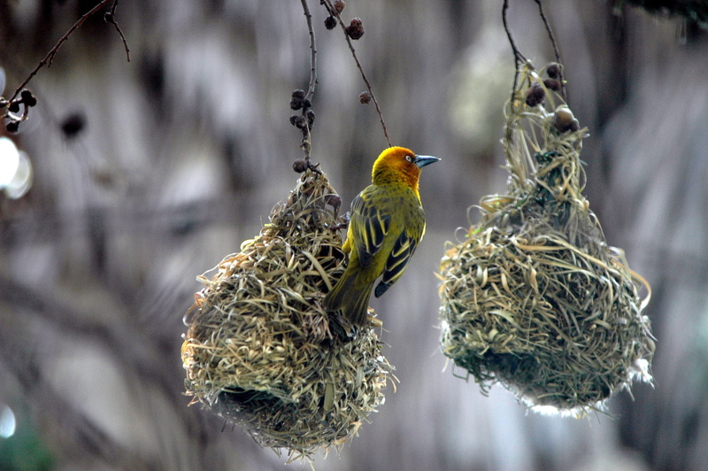 selective, animal nest, animal themes, one animal, birds nests, animal wildlife, beauty in nature, branch, vertebrate, plant, focus on foreground, close-up