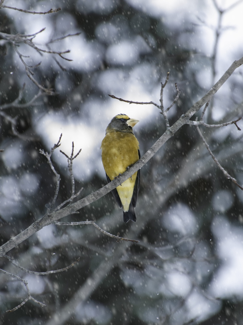 frost, no people, 4K, winter, perching, blackbird, animals in the wild, one animal, cold temperature, cardinal, animal wildlife, bee eater, robin, perched