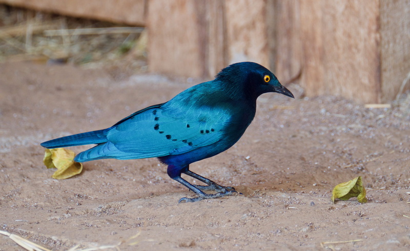 blue jay, animal themes, jay, starling, bluebird, agelaius, kenya, perching, spider, focus on foreground, outdoors, land, glossy starling, animals in the wild