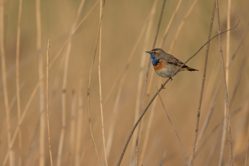 animal wildlife, vegetable, plant, twig, bee eater, vegetation, beauty in nature, lawn, tree, selective focus, food, finch, looking away, 4K, jay, one animal