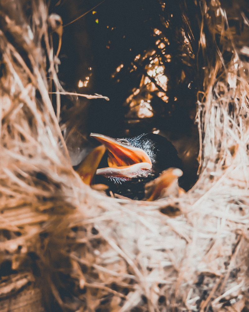 no people, animal wildlife, one animal, animal themes, mammal, marine, water, flame, selective focus, nature, plant, leopard, hummingbird, underwater, vertebrate
