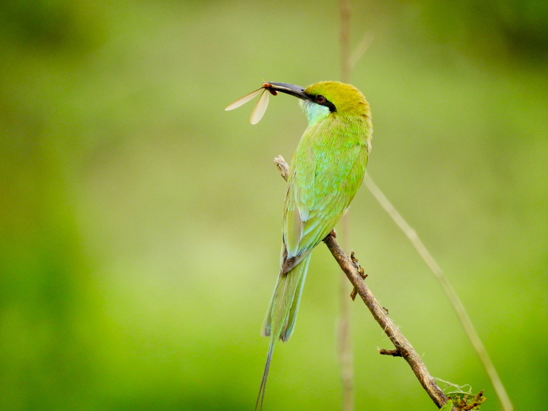 plant, green color, animal wildlife, food, animal, dslr, close-up, focus on foreground, profile view, sweet, tree, yellow, animals in the wild, day, canon