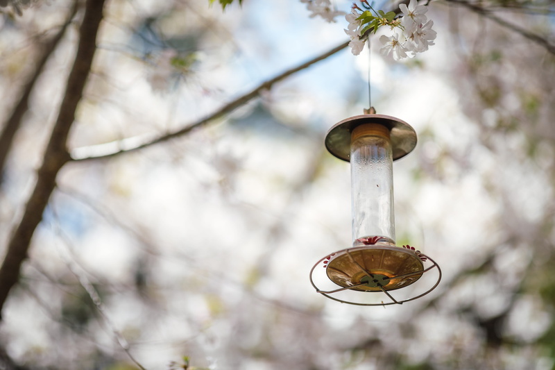 glass - material, lamp, growth, accipiter, hanged, bluebird, cherry blossom, no people, bird, springtime, day, focus on foreground, lantern, 5K, wren