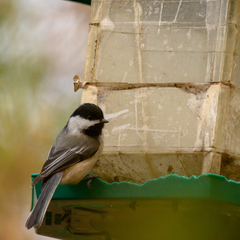 day, lupin, 1080P, focus on foreground, blossom, outdoors, plastic wrap, toronto, close-up, canada, wren, looking, cage, nature, animals in the wild, vertebrate
