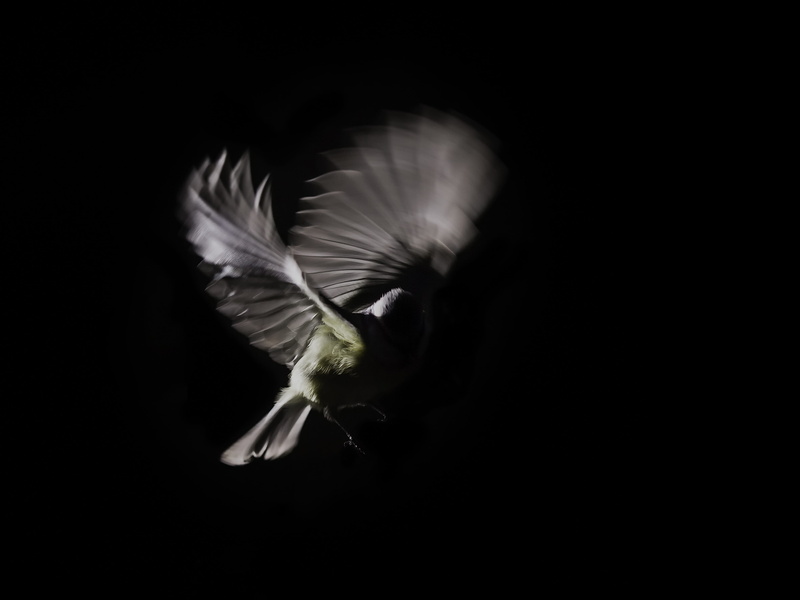 crow, magpie, bird, dove, marine, flapping, animal themes, anthus, photo, aggression, studio shot, finch, flying, full length, nature, canary, agelaius