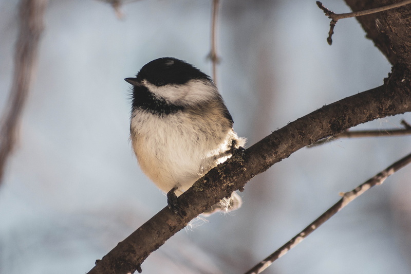 low angle view, plant, closeup, woods, full length, perching, outdoors, tree, leaf, head, animals in the wild, swallow, blue jay, day, wren, 5K, bird