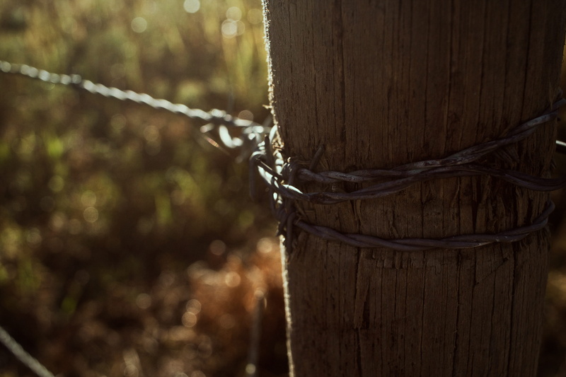tick, fence, metal, cable, woven, no people, piercing, wood - material, chain, tree trunk, barbed wire, bluebird, barrier, focus on foreground, nature