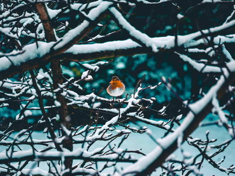 robin, tree, selective focus, droplet, bird, cold temperature, vertebrate, animal, twig, outdoors, photography, perching, marble, selective, canary, animal wildlife