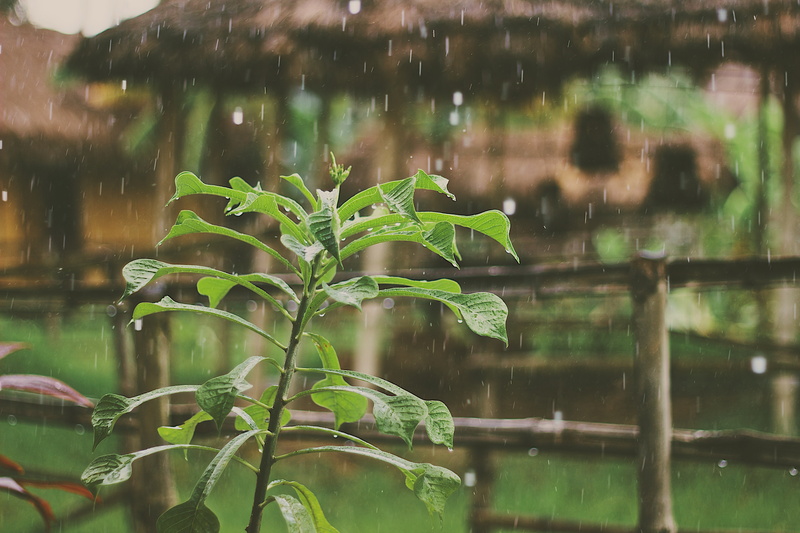 tree, close-up, raindrop, reflection, outdoors, no people, lake, plant part, plant, growth, rain, beauty in nature, nature, wet, day, leaf, green color