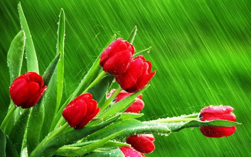 beauty in nature, flowers, water drops, photography, growth, plants, plant part, illustration, rain, flower head, flowering plant, close-up, red, nature