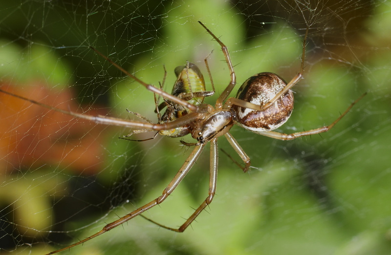 invertebrate, animal wildlife, animal, survival, nature, close-up, spider, 2K, animal themes, no people, day, animal leg, animals, web, complexity, zoology