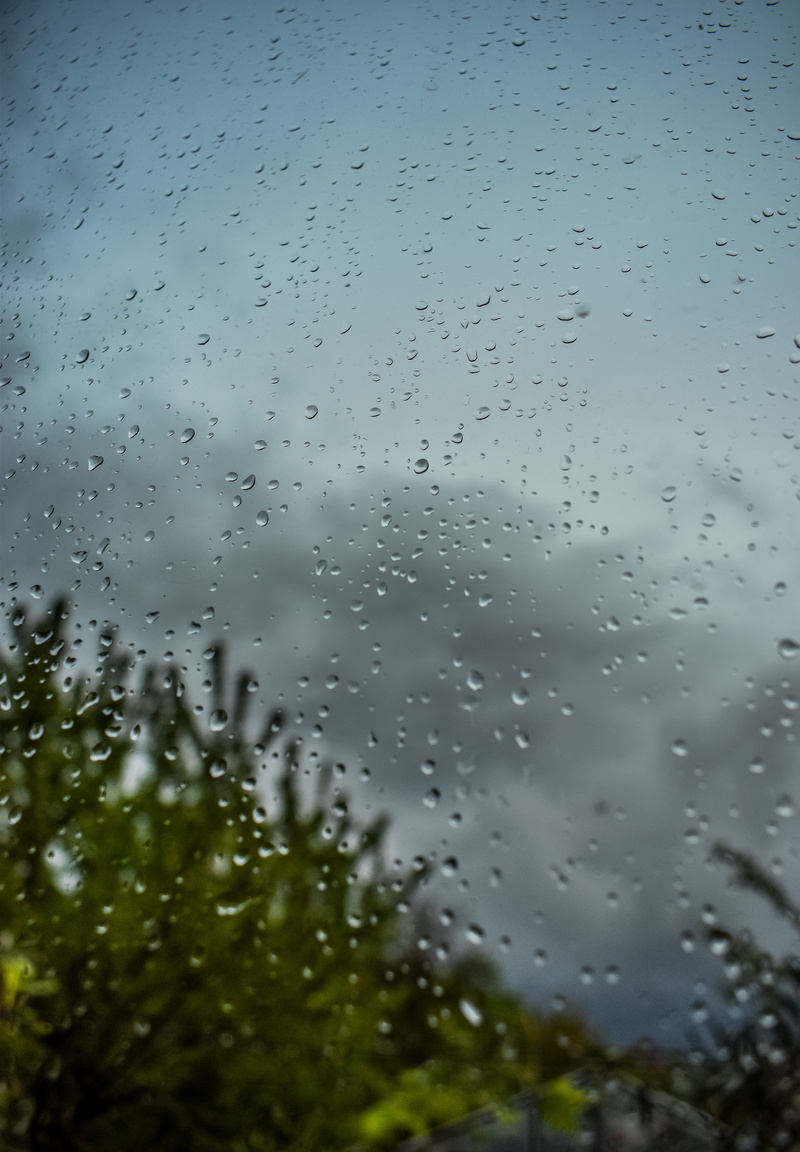 backgrounds, machine, dark, windshield, drop, lawn, grey, rain drops, nature, close-up, animal, bird, droplet, rainy season, grass, day, water, transparent