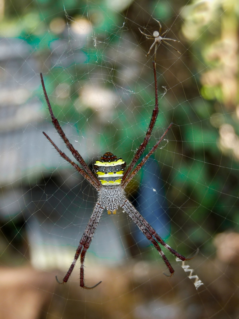vulnerability, day, animals in the wild, animal leg, arachnid, one animal, insect, no people, focus on foreground, invertebrate, outdoors, animal themes
