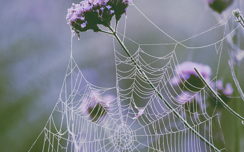 animals in the wild, nature, arachnid, animal, outdoors, close-up, animal themes, vulnerability, web, spider, one animal, animal leg, spider web, day, arthropod
