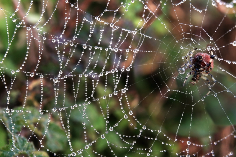 one animal, beauty in nature, animals in the wild, no people, animal wildlife, animals, outdoors, arthropod, day, vulnerability, animal themes, animal