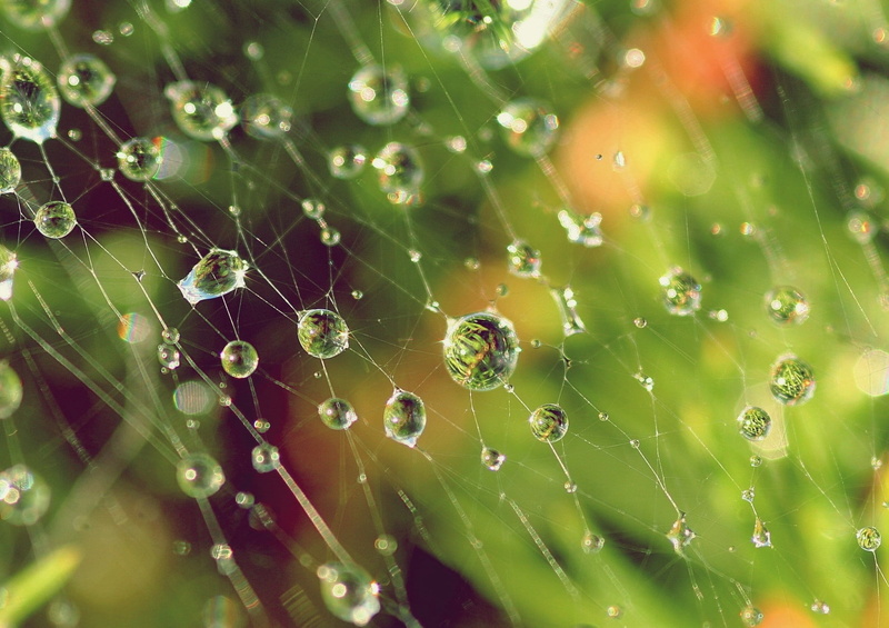 dew, outdoors, fragility, 720P, beauty in nature, springtime, complexity, web, plant part, selective focus, vulnerability, water, spider web, depth of field