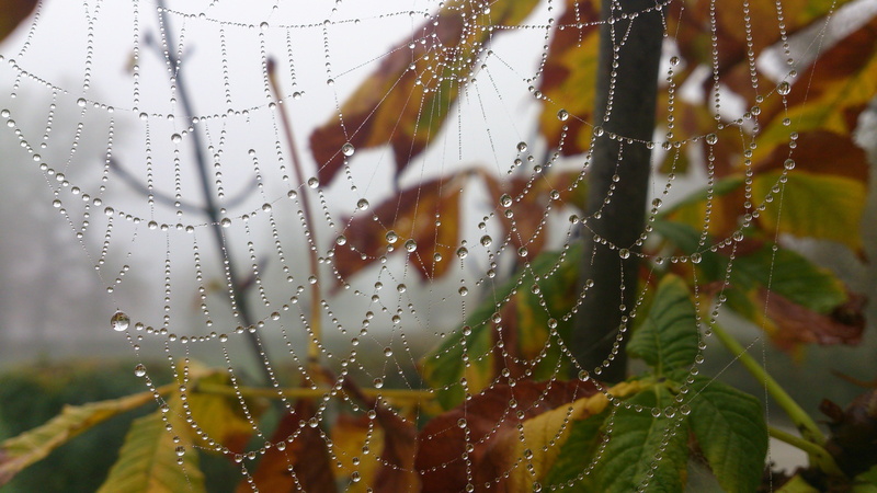 vulnerability, spiderwebs, spider web, rain, morning, day, rainy season, outdoors, drop, 4K, leaf, focus on foreground, plant part, water drops, close-up
